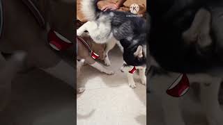 puchi de puchi dena 😂😆 subscribe bhi kar lo jaldi #trending #trendingshorts #comedy #funny #dog #