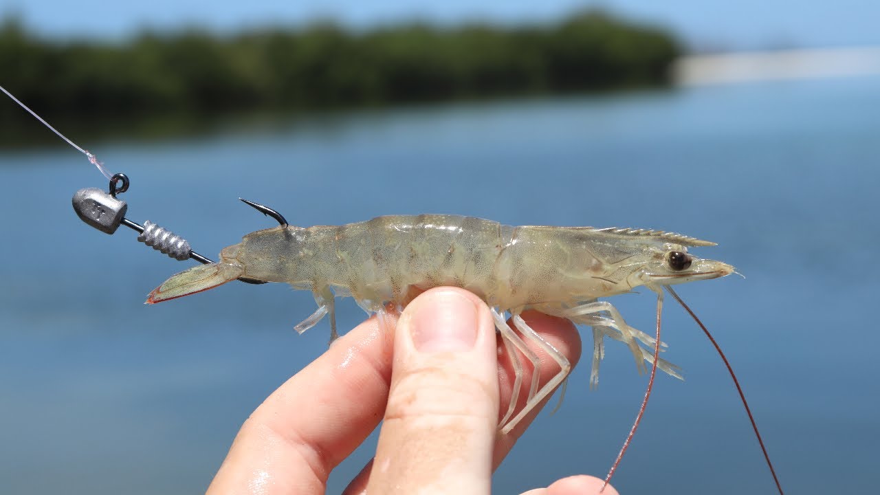 Fishing With Live Shrimp on Jig Heads 