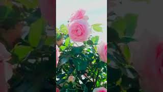 Крупноцветковая плетистая роза «Пьер де Ронсар1