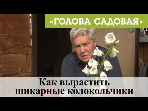 Голова садовая - Как вырастить шикарные колокольчики