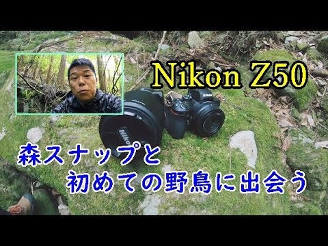 Rare Birds] Nikon Z50 Forest Snaps and Wild Bird Photography - YouTube