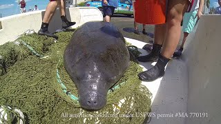 Celebrity Manatees & Watercraft Wealth
