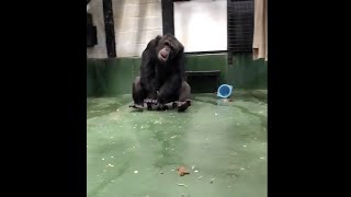 Former research chimp Hercules learns to ride new toy scooter!