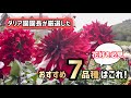 【花】秋田国際ダリア園 園長が超厳選!ダリアおすすめ7品種