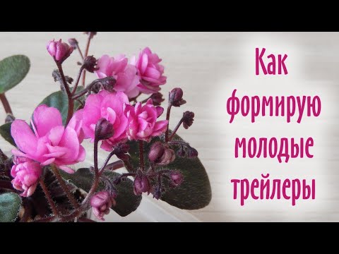 Как формировать фиалку в домашних условиях