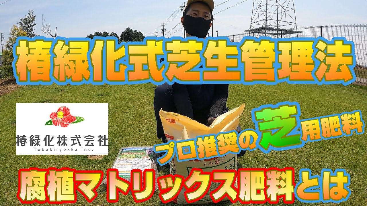 【椿緑化式芝生管理】プロが勧める最強肥料、土壌改良のその後、目土等。