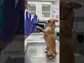 #comedyshorts #funny #petshorts #pets #dogreaction #viral