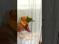 My cutie conure is on🔥fire... So beautiful so elegant it's looking like wow!#love #parrot #nature