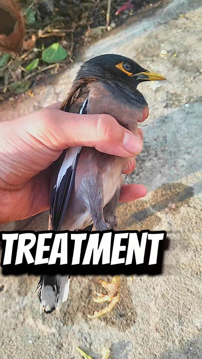 bird gets electrocuted⚡😲#minivlog #rescue #bird #treatment