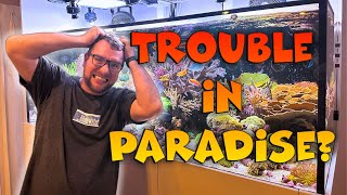 Dream Reef Tank  Trouble in Paradise?!