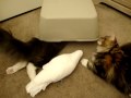 Cats and Parrot playing with box Part 3