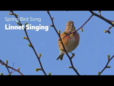 Nature Shots - Handsome Linnet Singing #wildlife