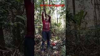 Download Lagu bajakah kalimantan MP3