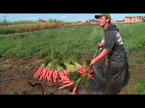 Video: Si Të Pasqyrohen Pagesat E Qirasë