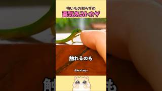 怖いもの知らずの勇気あるトカゲ