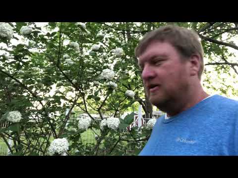 Video: Judd Viburnum Informacije: Gojenje grmovja Judd Viburnum