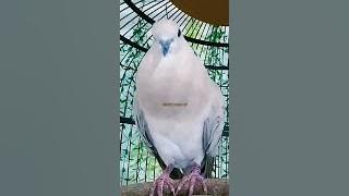 PUTER PELUNG SUARA KUNTILANAK NANGIS ‼️