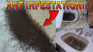 INSANE ANT INFESTATION IN MY APARTMENT! I CAN'T BELIEVE THIS!!