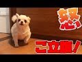 置いてかれた事に怒って文句を言いながら出迎える犬|Angry Dog