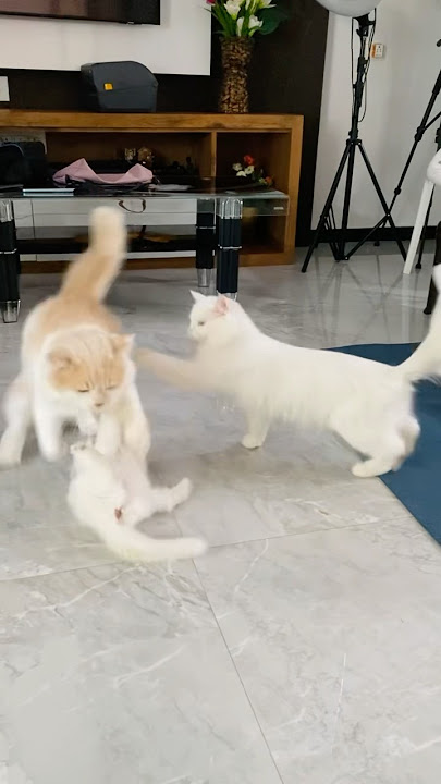 Shasha🐈 pull the cat and the cat will be happy🤣 #cat #shorts