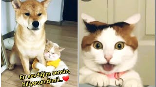 Miyavca komik kedi ve köpek videoları #KomiksVideolar #56