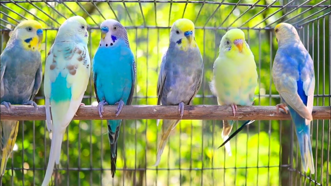 12-hours-of-non-stop-cheerful-budgies-enjoy-the-cutest-moments-of