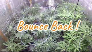 S2:E6 -Pineapple 🍍 Chunk  Flower Day 24