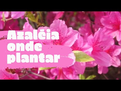 Qual lugar melhor para plantar azaléia. Qual lugar melhor para plantar azaléia.