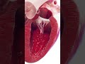 Blood Flow Through the Heart: All 4 Valves Explained #Shorts #HeartAnatomy