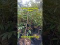 Bibit Pohon Durian Duri Hitam Asli, Kualitas Terjamin!