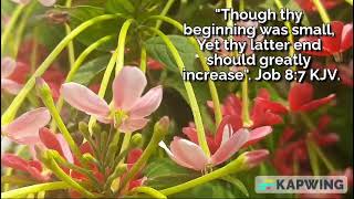 Though your beginning was small, yet your latter end will be great. Job 8:7, KJV.