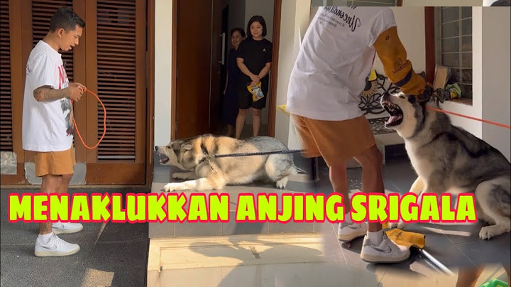 WOLF DOG G1G1T OWNER ‼️ BECAME ANGRY WHEN HE CAME HOME FROM GROOMING FROM THE PET SHOP