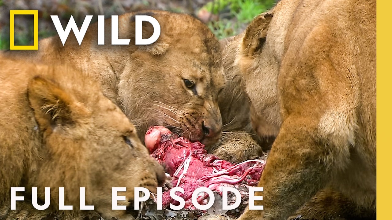 Brawls for Survival (Full Episode) | Animal Fight Night Compilation | Nat Geo Animals