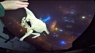 СБРОСИЛИ КУРИЦУ С КРЫШИ И ВЫЗВАЛИ ПОЛИЦИЮ САМИ НА СЕБЯ. ПОПАЛИСЬ СБРОСИЛИ КУРИЦУ С КРЫШИ И ВЫЗВАЛИ ПОЛИЦИЮ САМИ НА СЕБЯ. ПОПАЛИСЬ