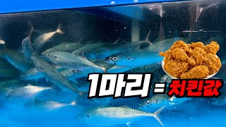 금값+금어기+금방 팔리는 애들, 노량진의 3금