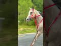 Why Endurance Riding Is The Most Insane Equine Sport