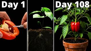 Can You Grow a Bell Pepper From a Grocery Store Pepper?