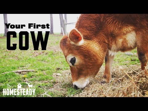 Video: How To Raise A Cow