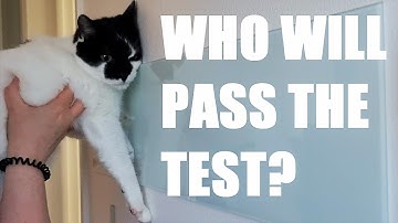 Cat Intelligence Test - Who will be the smartest? || Shiba IQ? ||