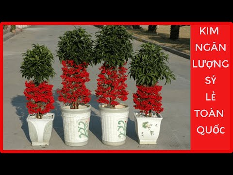 Video Cây Kim Ngân Lượng [ Sỷ - Lẻ Gía Tốt ] Đt/Zalo... - youtube