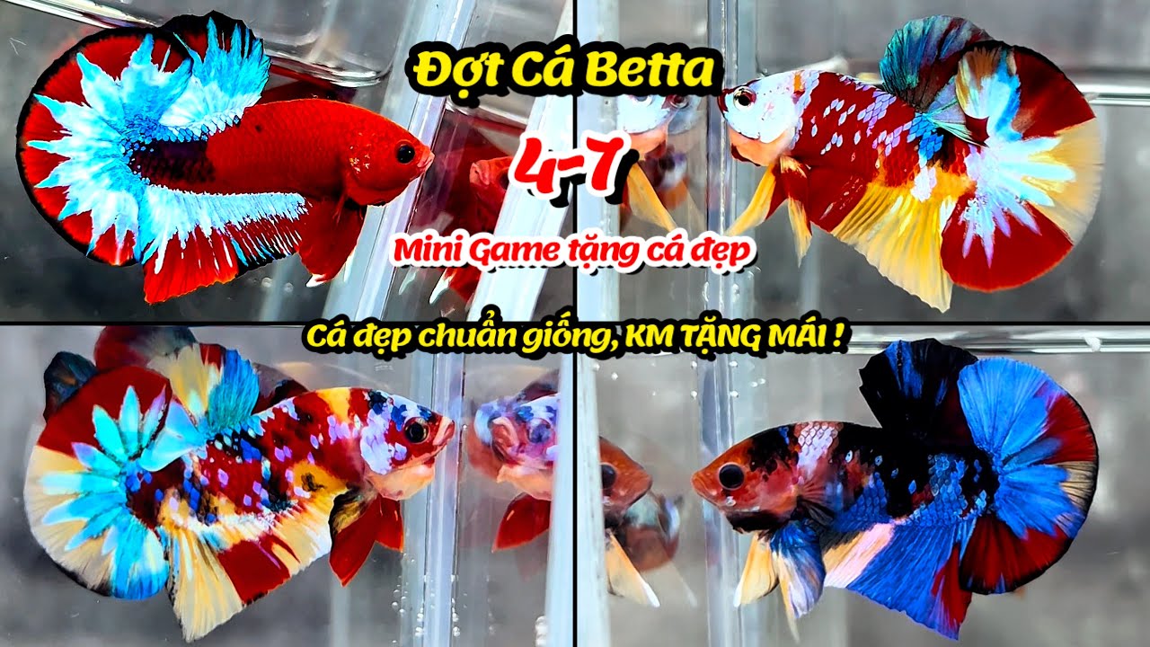 Đợt Cá Betta 4-7 Black Base, Multicolor Nemo, Metalic, Galaxy, Red FC cá đẹp chuẩn giống, tặng mái !
