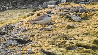 Long billed Plover