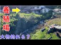 養殖場の隣にある小さな川は魚影が濃いか釣りしてみた