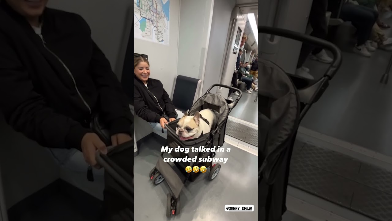 The most talkative DOG