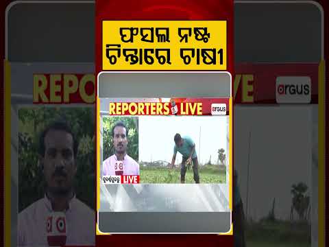 ଫସଲ ନଷ୍ଟ, ଚିନ୍ତାରେ ଚାଷୀ | Argus Reels | Subarnapur News | Crop Damage | HeavyRain | Argus News