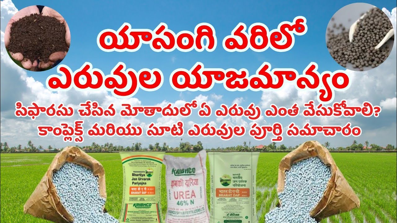 యాసంగి వరిలో ఎరువుల యాజమాన్యం #nutrientmanagementinpaddy #Sagubata #ANRSagubata @MB-uk4gl