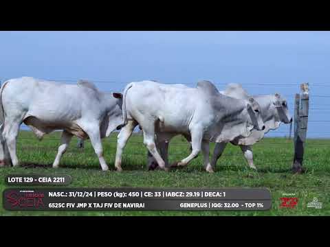 LOTE 129 CEIA 2191 CEIA 2197 CEIA 2211