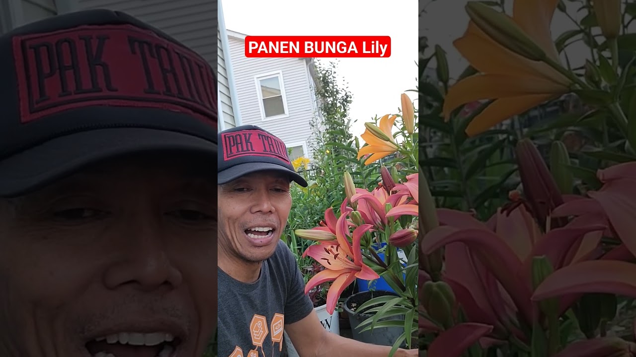 Panen Bunga Lily
