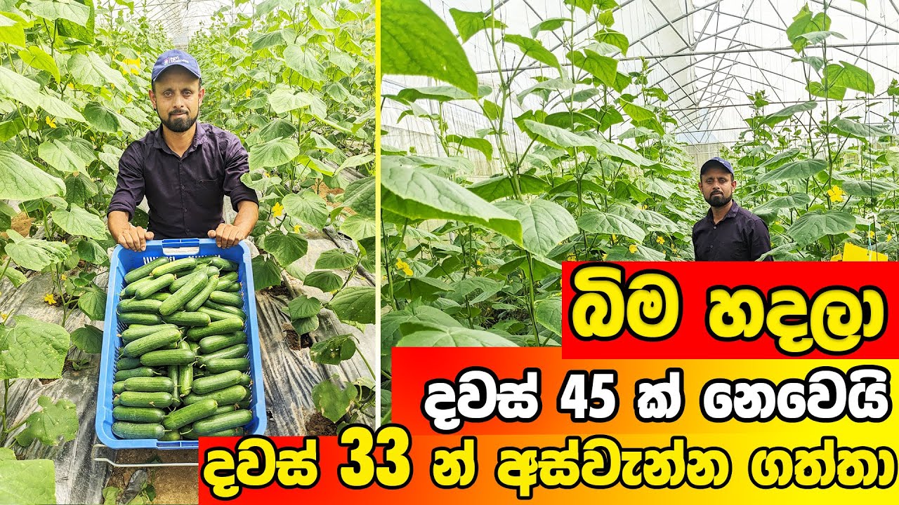 දවස් 33 න් අස්වැන්න ගත්ත සළාද පිපිඤ්ඤා වගාව | Greenhouse Salad Cucumber Farming |#cucumber