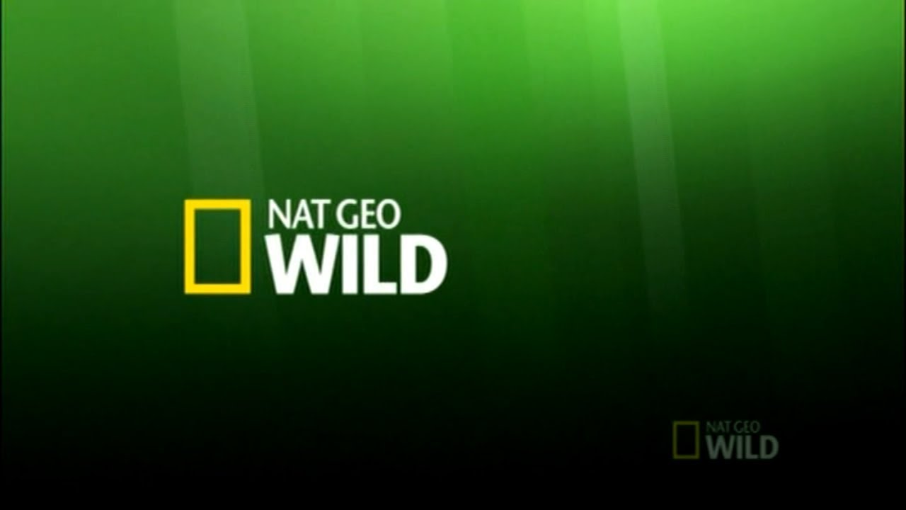 Nat Geo Wild Latinoamérica - Gráficas (2016-2018)